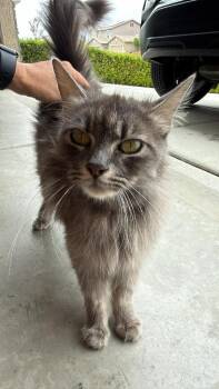 Mama Cleo -  Domestic Long Hair Cat for Adoption in Thousand Oaks, California - Mama Cleo | PetCurious
