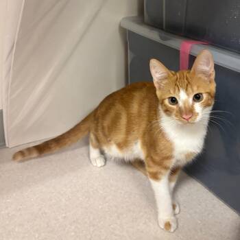Cheddar -  Domestic Short Hair Cat for Adoption in Redwood City, California - Cheddar | PetCurious