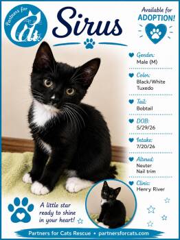Sirus -  Domestic Short Hair and Tuxedo Cat for Adoption in Morganton, North Carolina - Sirus | PetCurious