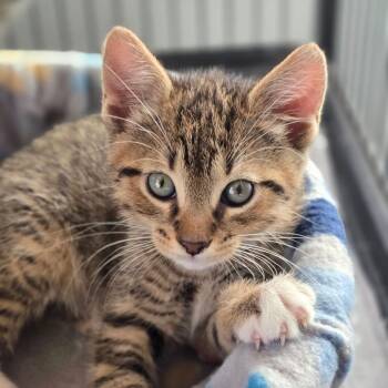 Domestic Short Hair Cats Available for Adoption - Porthos | PetCurious