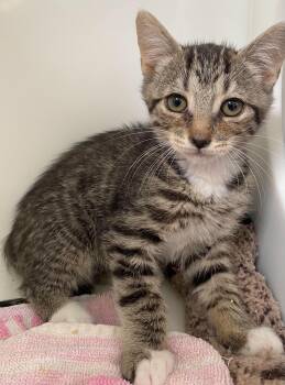 Domestic Short Hair Cats Available for Adoption in Delson, Quebec - Benson | PetCurious