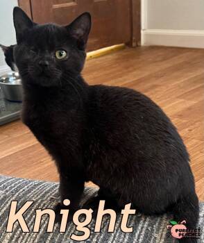 Knight -  Bombay and Domestic Short Hair Cat for Adoption in Douglasville, Georgia - Knight | PetCurious