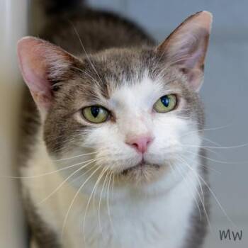 Domestic Short Hair Cats Available for Adoption in Fairfax, Virginia - Mario (& Luigi) | PetCurious
