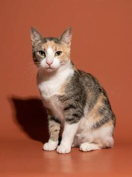 PRETTY KITTY -  Domestic Short Hair Cat for Adoption in Jacksonville, Florida - PRETTY KITTY | PetCurious