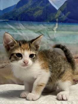 Lana -  Domestic Short Hair Cat for Adoption in San Antonio, Texas - Lana | PetCurious