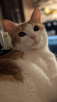 Rescue Domestic Short Hair Cats for Adoption in Parkland, Florida - Ginger | PetCurious