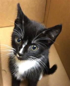 Rescue Domestic Short Hair Cats for Adoption in Thousand Palms, California - CRICKET | PetCurious