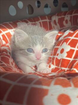 Domestic Short Hair Cats Available for Adoption in Houston, Texas - DEWEY | PetCurious