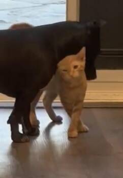 Franz -  Domestic Short Hair Cat for Adoption in San Juan Capistrano, California - Franz | PetCurious