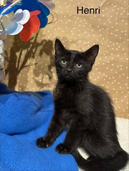 Henri -  Domestic Short Hair Cat for Adoption in Groveland, Massachusetts - Henri | PetCurious