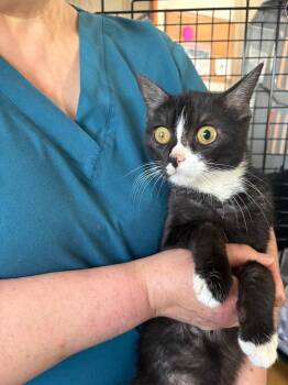Hafsah -  Domestic Short Hair Cat for Adoption in Trenton, New Jersey - Hafsah | PetCurious