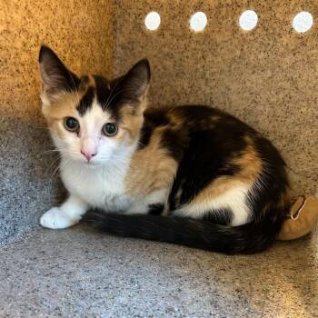 Azalea (ID 52430) -  Domestic Short Hair Cat for Adoption in Manassas, Virginia - Azalea (ID 52430) | PetCurious