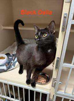 Rescue Domestic Short Hair Cats for Adoption in Fairfax, Virginia - Black Dahlia And Coconut | PetCurious