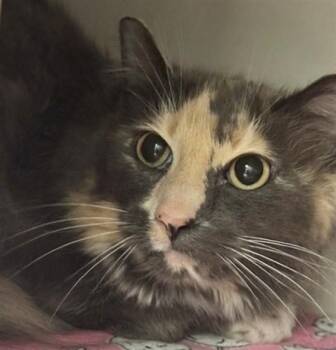 AUGUST -  Domestic Long Hair and Domestic Short Hair Cat for Adoption in Anchorage, Alaska - AUGUST | PetCurious