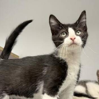 Douglas -  Domestic Short Hair Cat for Adoption in Baltimore, Maryland - Douglas | PetCurious