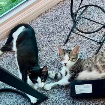 Raymond Rain -  Domestic Short Hair Cat for Adoption in Leechburg, Pennsylvania - Raymond Rain | PetCurious