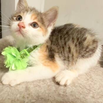 Tabby and Calico Cats Available for Adoption in Coral Gables, Florida - Sadie | PetCurious