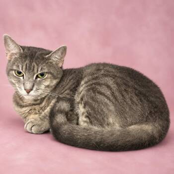 Whiskers -  Domestic Short Hair Cat for Adoption in Valdosta, Georgia - Whiskers | PetCurious
