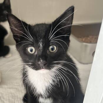 Biscoff -  Domestic Short Hair Cat for Adoption in Middletown, New York - Biscoff | PetCurious