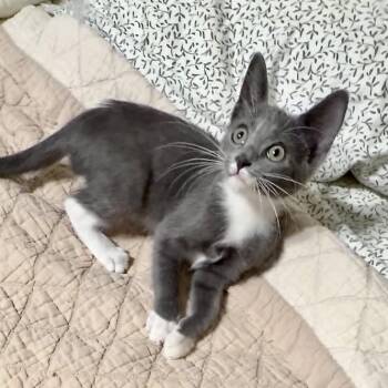 Tia -  Russian Blue Cat for Adoption in Liverpool, Texas - Tia | PetCurious