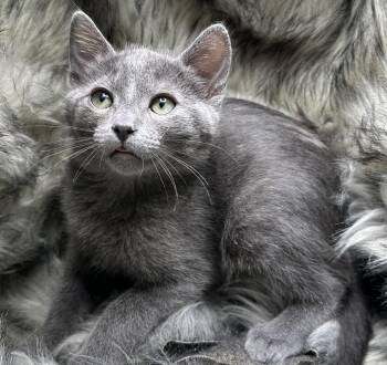 Russian Blue and Domestic Medium Hair Cats Available for Adoption - Casado | PetCurious