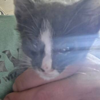 Rescue Domestic Short Hair Cats for Adoption in Springfield, Ohio - Courage | PetCurious