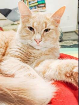 Quest -  Domestic Medium Hair Cat for Adoption in Price, Utah - Quest | PetCurious