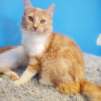 Domestic Long Hair Cats Available for Adoption in Polson, Montana - Tudyk | PetCurious