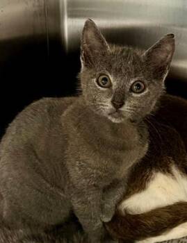 Domestic Short Hair Cats Available for Adoption in Houston, Texas - SMOKEY | PetCurious