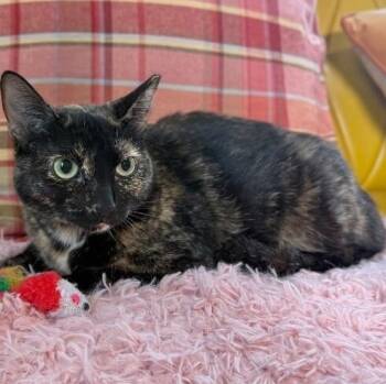 Marble Cake -  Tortoiseshell and Domestic Short Hair Cat for Adoption in Friendswood, Texas - Marble Cake | PetCurious