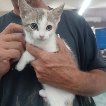 Rescue Domestic Short Hair Cats for Adoption in Hemet, California - Sonya | PetCurious