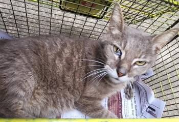 Domestic Short Hair Cats Available for Adoption in San Antonio, Texas - ANCHOVY | PetCurious