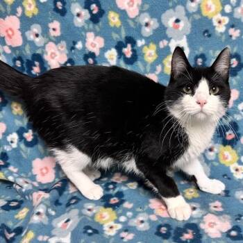 Domestic Short Hair Cats Available for Adoption in Waterloo, Iowa - Hans Williams | PetCurious