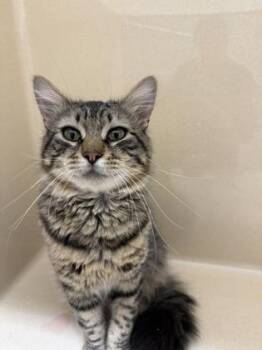Tommy -  Domestic Medium Hair and Domestic Short Hair Cat for Adoption in Pequot Lakes, Minnesota - Tommy | PetCurious
