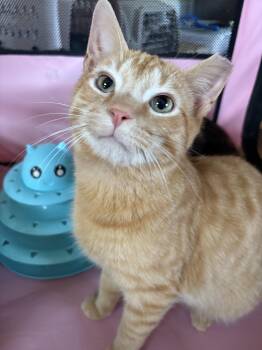 Domestic Short Hair Cats Available for Adoption - Spice 3.0 | PetCurious