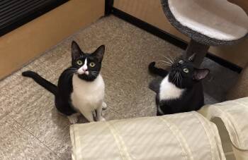 Domestic Short Hair Cats Available for Adoption in Worcester, Massachusetts - Sundae & Cakepop | PetCurious