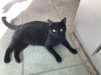 Rescue Domestic Short Hair Cats for Adoption in Groveland, Massachusetts - Watson | PetCurious