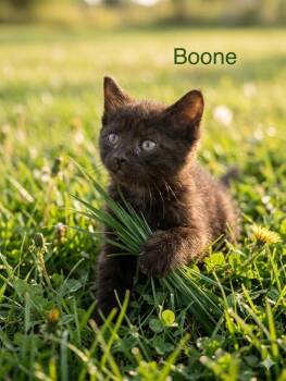 Boone -  Domestic Short Hair Cat for Adoption in Heber City, Utah - Boone | PetCurious