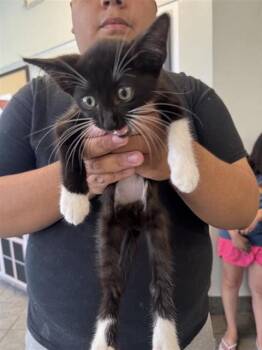 A814902 -  Domestic Short Hair Cat for Adoption in San Antonio, Texas - A814902 | PetCurious