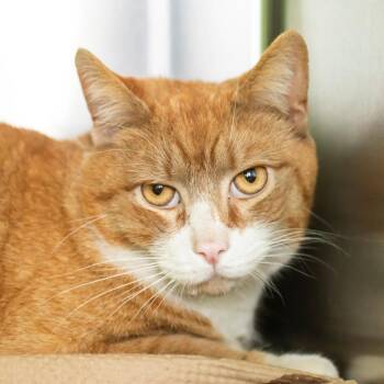 Rafter -  Domestic Short Hair Cat for Adoption in Middletown, Rhode Island - Rafter | PetCurious