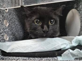 Pepparina -  Domestic Medium Hair Cat for Adoption in New York, New York - Pepparina | PetCurious