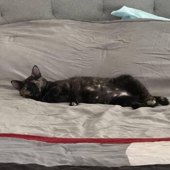 Moxie C007555 -  Domestic Short Hair Cat Available for Adoption in Prosper, Texas - Moxie C007555 | PetCurious