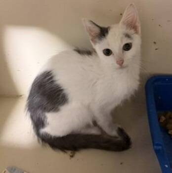 2026-74 Danner -  Domestic Short Hair Cat for Adoption in Windsor, Connecticut - 2026-74 Danner | PetCurious