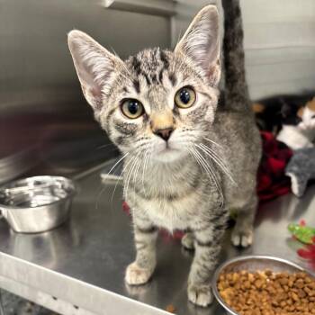 Noel -  Domestic Short Hair Cat for Adoption in Clavet, Saskatchewan - Noel | PetCurious
