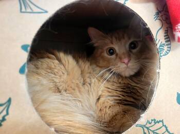 Domestic Medium Hair Cats Available for Adoption in Kirkland, Washington - Orange Julius | PetCurious