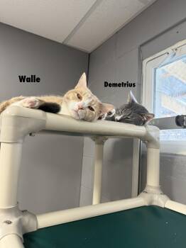 Domestic Short Hair Cats Available for Adoption - Demetrius | PetCurious