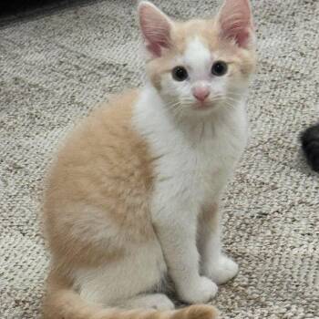 Mello Yello -  Domestic Medium Hair Cat for Adoption in Jarrettsville, Maryland - Mello Yello | PetCurious