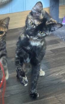 Peanut -  Tortoiseshell Cat for Adoption in New Blaine, Arkansas - Peanut | PetCurious
