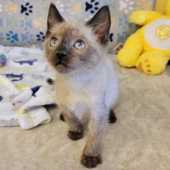 Eddie -  Siamese Cat for Adoption in Alpine, Texas - Eddie | PetCurious