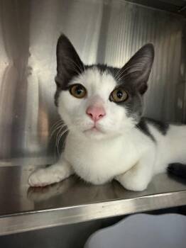 Cinderella -  Domestic Short Hair Cat for Adoption in Pomona, New York - Cinderella | PetCurious